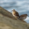 Jespak morsky - Calidris maritima - Purple Sandpiper 1726